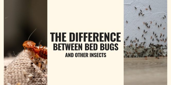 Bug And Insect Diffrence The Difference Between Bed Bugs and Other Insects - The Baronton