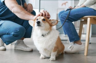 disability insurance solutions for recently graduated veterinarians