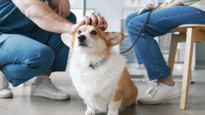 disability insurance solutions for recently graduated veterinarians