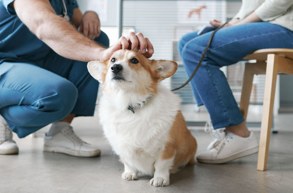 disability insurance solutions for recently graduated veterinarians