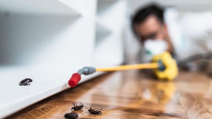 signs your home may be vulnerable to pests