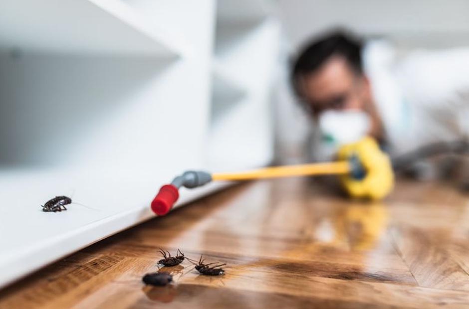 signs your home may be vulnerable to pests