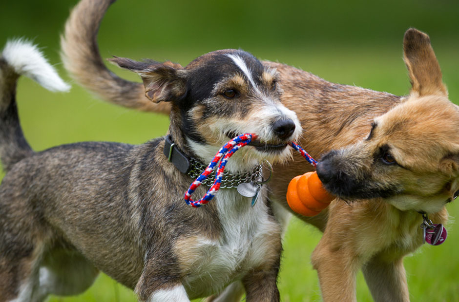 the benefits of dog daycare for your pet