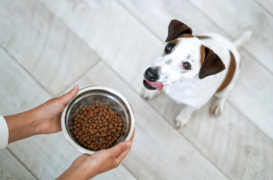 why probiotics are vital for dogs