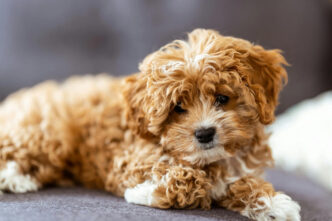 The Non-Negotiable Health Documents Every Cavapoo Buyer Must Receive