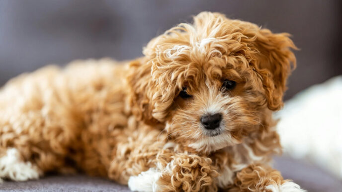 The Non-Negotiable Health Documents Every Cavapoo Buyer Must Receive
