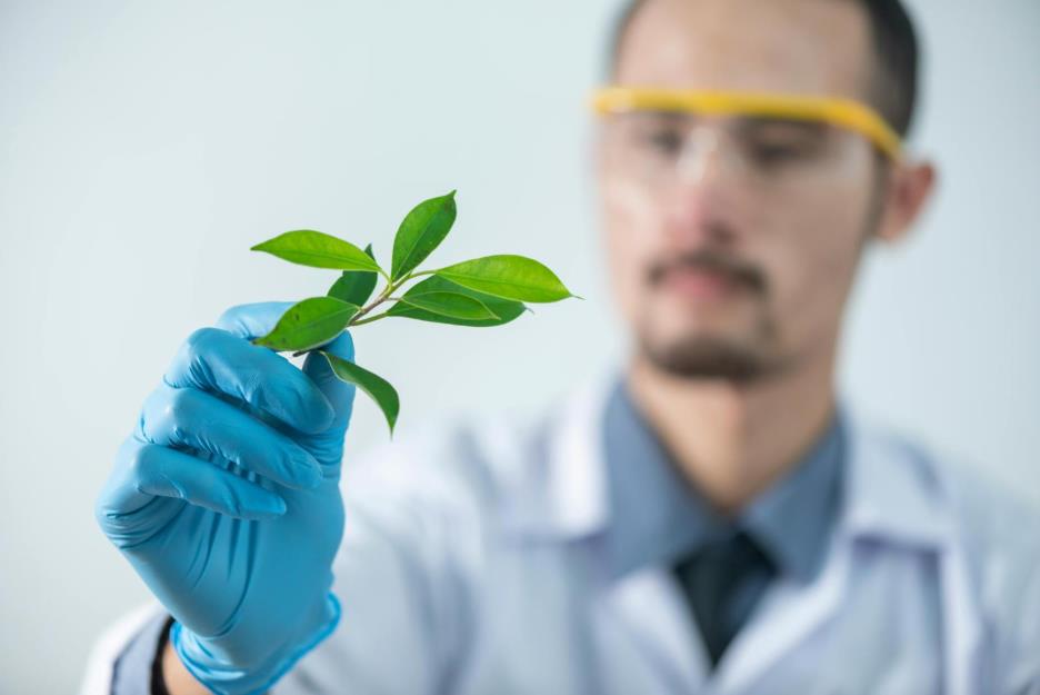 Why Is Tissue Culture Popular In Commercial Agriculture And Horticulture
