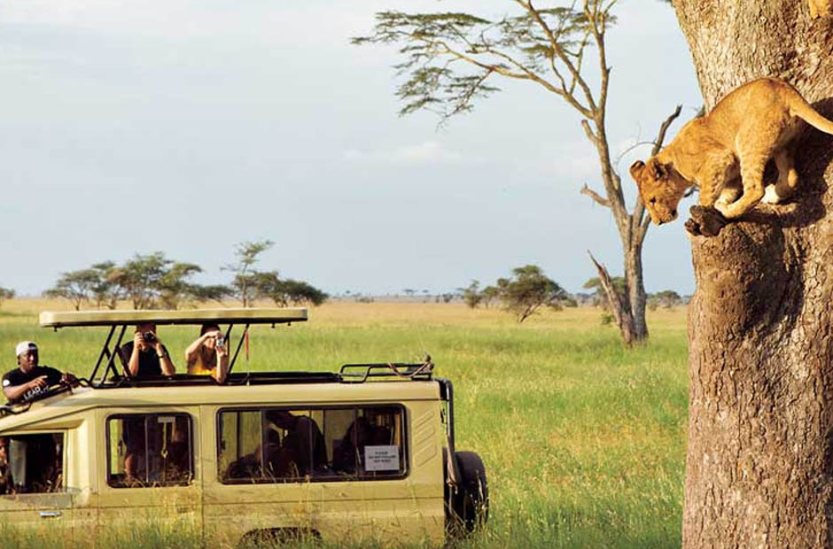 7 best safari tours companies in tanzania