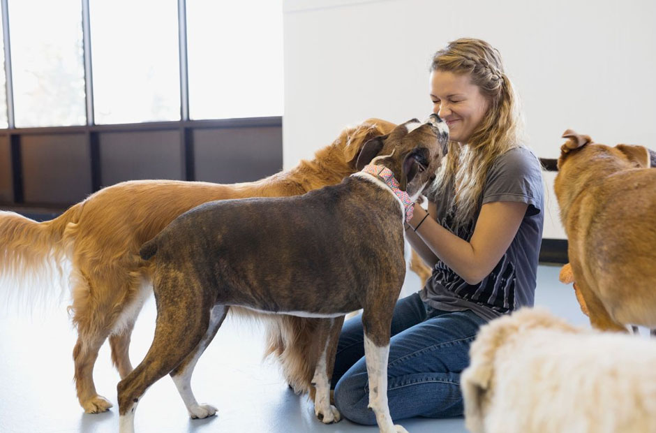 7 tips for finding reliable dog boarding near you
