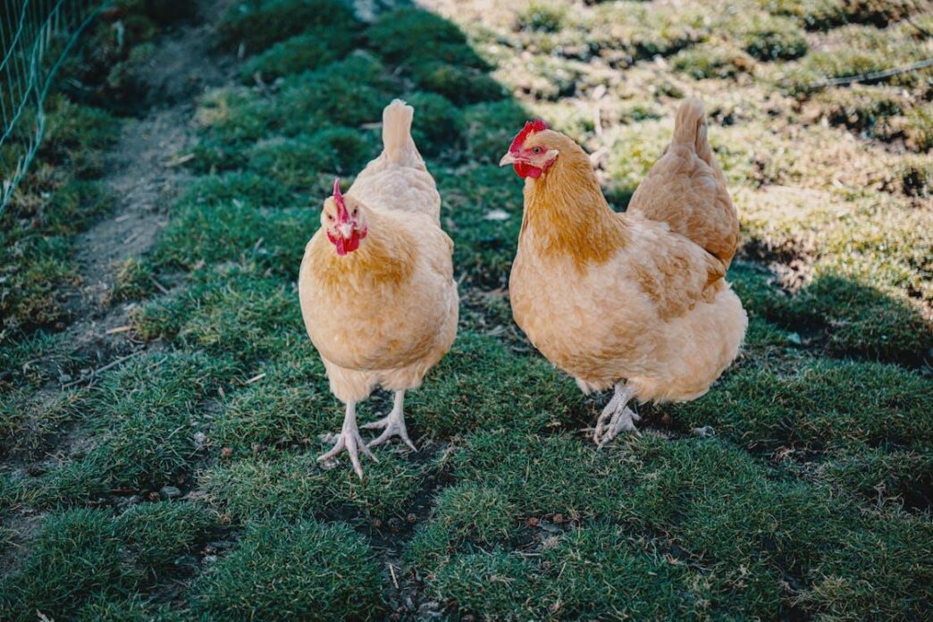 the essentials of creating a healthy environment for backyard chickens