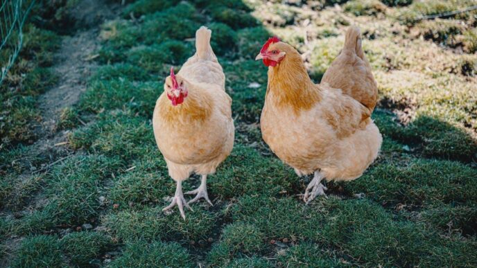 the essentials of creating a healthy environment for backyard chickens