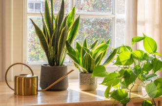 tips for choosing the right indoor planters