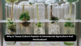 why is tissue culture popular in commercial agriculture and horticulture.png