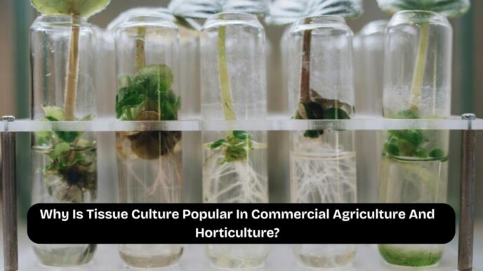 why is tissue culture popular in commercial agriculture and horticulture.png