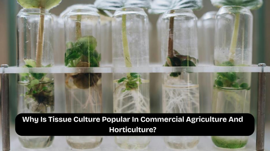 why is tissue culture popular in commercial agriculture and horticulture.png