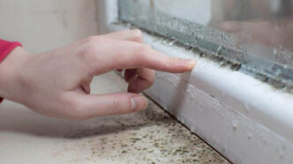 common household mold types