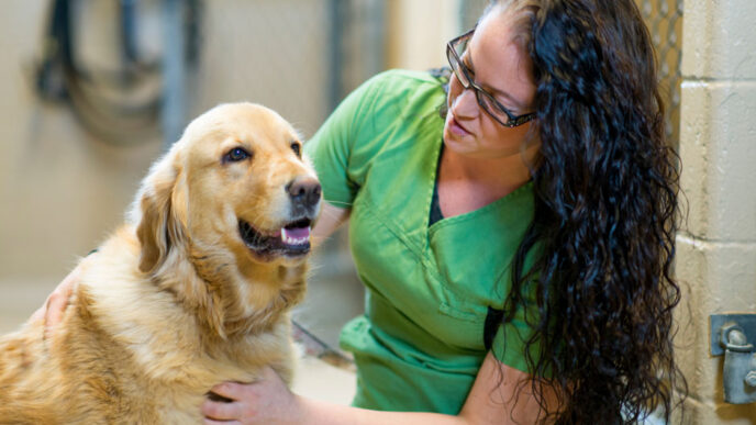 dog friendly volunteering and community activities you can do