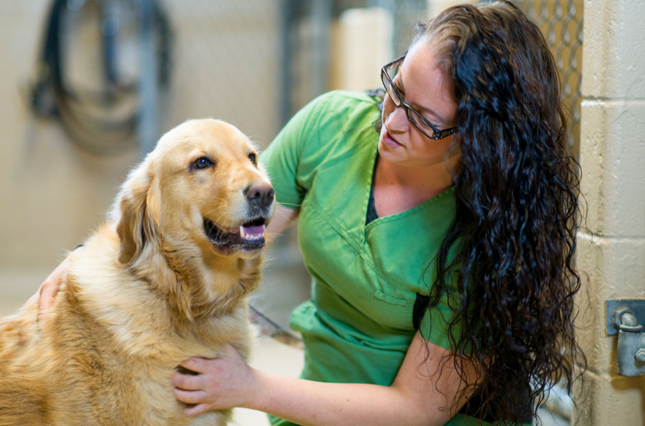 dog friendly volunteering and community activities you can do