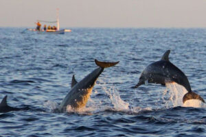 hilton head dolphin tours for team building retreats