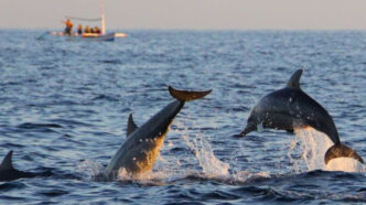hilton head dolphin tours for team building retreats