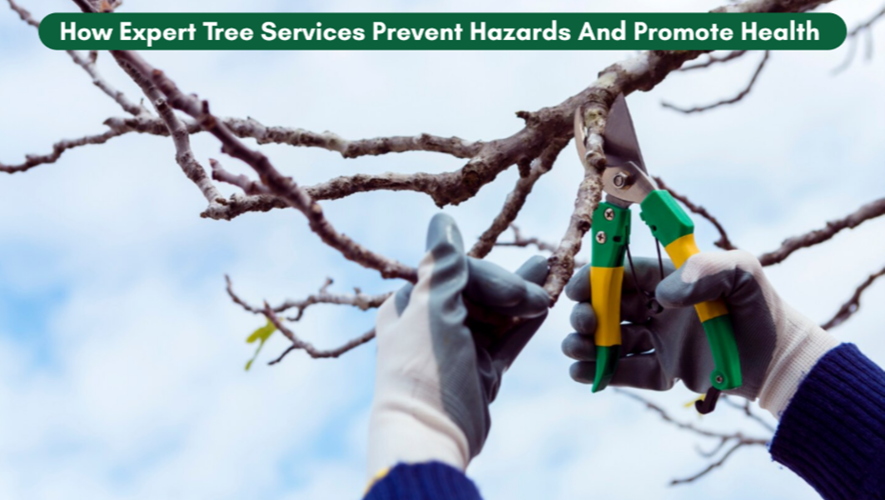 how expert tree services prevent hazards and promote health 1