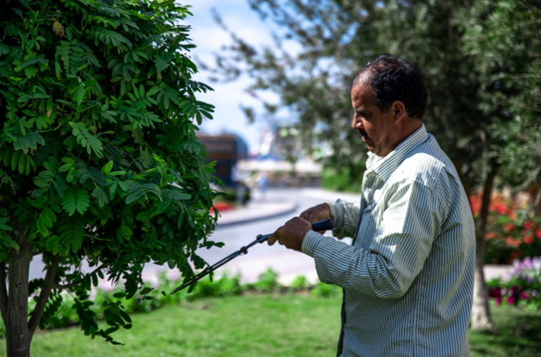 how expert tree services prevent hazards and promote health 2