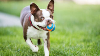 how play enriches the lives of pets
