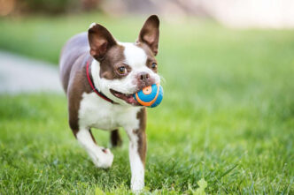 how play enriches the lives of pets