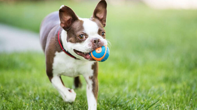 how play enriches the lives of pets
