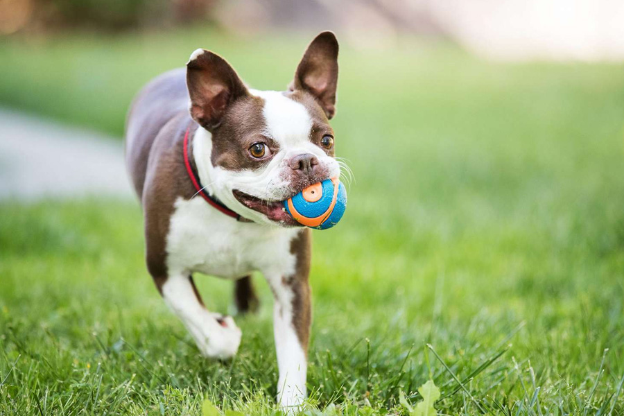how play enriches the lives of pets