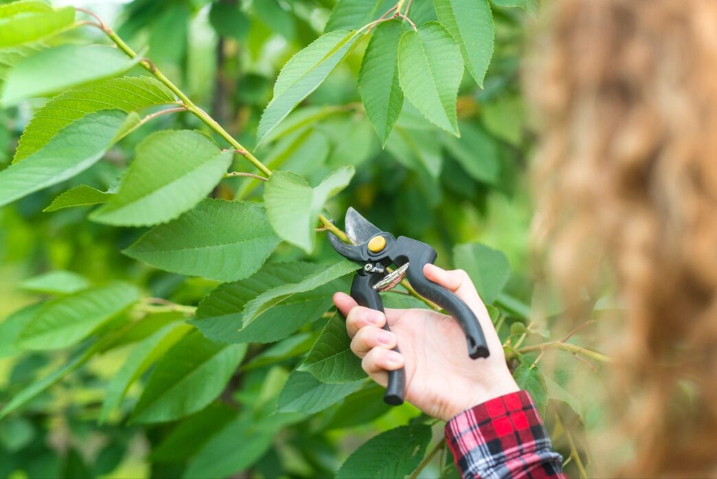 how seasonal tree care improves your property’s health and value