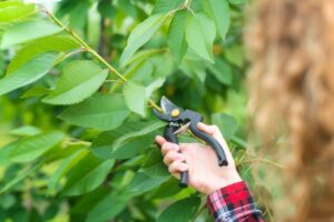 how seasonal tree care improves your property’s health and value