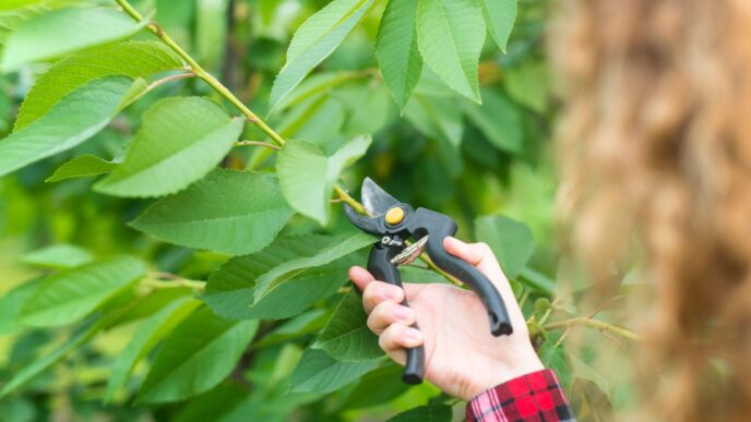 how seasonal tree care improves your property’s health and value
