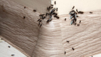 how to identify different types of pest infestations early