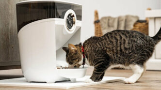 the best smart cat gadgets for modern pet parents
