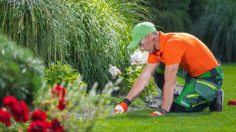 professional lawn care service vs. diy care