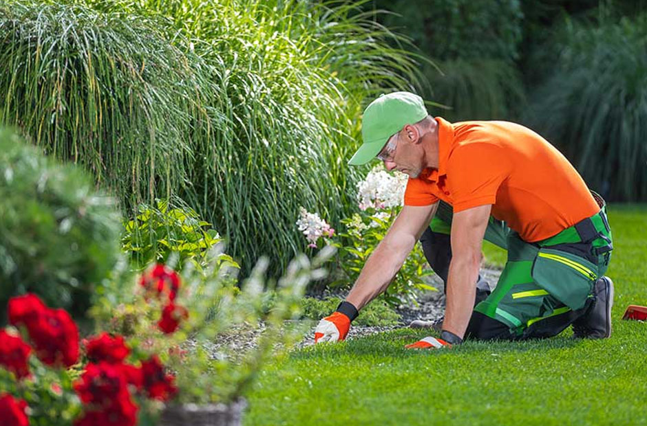 professional lawn care service vs. diy care